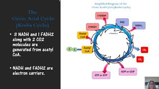 microbial metabolism mic exam study guide for exam 2 [upl. by Aiksas589]