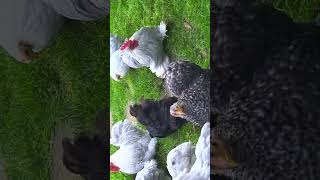 Pekin Bantams Lavender Pekin Bantams Backyard Chickens [upl. by Raine]