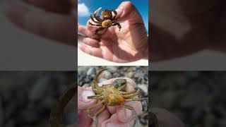 This Parasite Turns Crab Into a Puppet🦀Sacculina😱🦠Explorer shorts [upl. by Dorothee218]