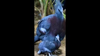 Victoria Crowned Pigeon Chick [upl. by Latricia]