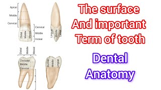 The surface of tooth  important term ❤️ of tooth [upl. by Ahsitniuq369]