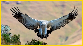 Cape VultureThe Largest South African Raptor  Wildlife Documentary [upl. by Dadirac]