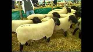 Suffolk Sheep KELSO SALE 2006 [upl. by Skip]