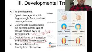 Protostomes and Deuterostomes [upl. by Drice]