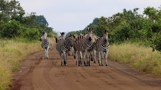 Very Pregnant Burchell’s Zebra Mare [upl. by Orban]