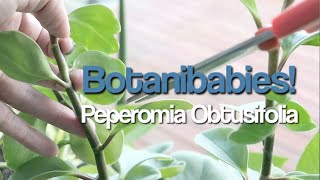 Peperomia Obtusifolia Plant Care and Propagation [upl. by Rockwood]