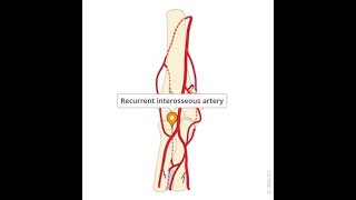 Anatomy of recurrent interosseous or Radial artery Overview Origin Course Supply Functions [upl. by Lilahk]