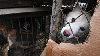 South Koreas Dog Meat Tradition Defies Growing Pressure [upl. by Haibot72]