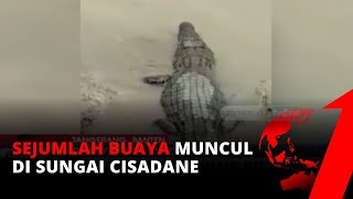 Viral Warga Usir Buaya yang Berjemur di Sungai Cisadane  tvOne [upl. by Thecla]