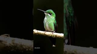 Greencrowned Brilliant ♀️ 🇨🇷hummingbird costarica nature birds beautiful birdwatching bird [upl. by Lagas]