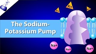 The SodiumPotassium Pump [upl. by Ayarahs]