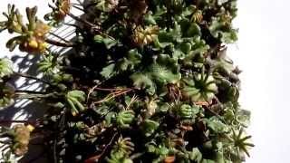 Sporophyte and Female Flowers of Marchantia polymorpha [upl. by Ettennal]