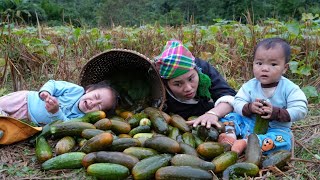 A lucky day for my two children  harvesting melons to take to the market to sell  Chúc Thị Dương [upl. by Lulu]