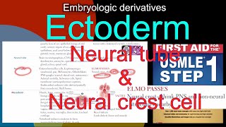 Embryologic derivatives Ectoderm Neural tube amp Neural crest cell in HindiUrdu by first aid [upl. by Aneroc817]