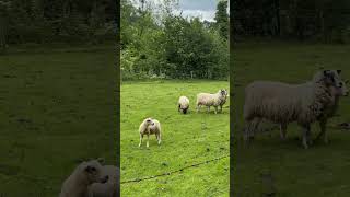 Tissington village in England peakdistrict countryside england shorts fypシ゚viral fyp [upl. by Fenella802]