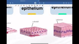 Lab1Simple epithelialالمرحلة الاولىطب المستنصرية [upl. by Ahtan595]