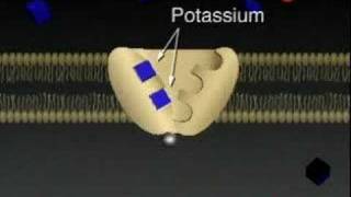 Cell Membrane Active Transport [upl. by Schinica]