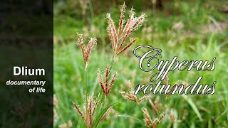 Purple nutsedge Cyperus rotundus  part 2 [upl. by Blaze]