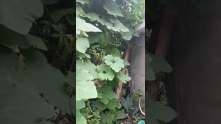 Planta de chilacayote la conoces  shortsvideo [upl. by Dimphia]