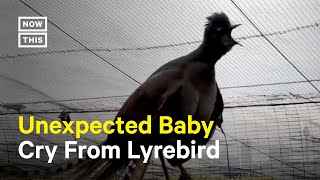 Lyrebird Mimics Baby Crying [upl. by Bella]