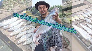 ลอยข่ายล้อมข่าย ปลาตัวเดียวราคาร่วมพัน EP63 [upl. by Vtehsta353]