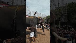 1061  Erattupetta Ayyappan 🐘 elephantvideo ആനച്ചന്തം [upl. by Noslrac]