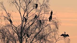 Aalscholvers rusten amp poetsen  Visvijvers Bergeijk 4112024 [upl. by Rohpotsirhc]