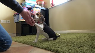 Our new puppy first tricks  Beagle puppy training [upl. by Bock]