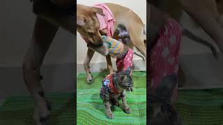 Cute animals ❤️😍 dog cat monkey 😍🌹💐😍 [upl. by Tudela]