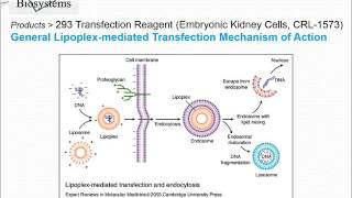 293 In Vitro Transfection Reagent [upl. by Nwahsor]