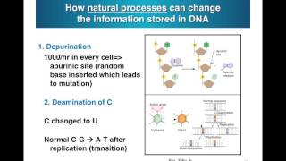 Deamination Irradiation [upl. by Robert]