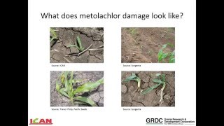 Managing sorghum injury when using metalachlor herbicides [upl. by Wendelin]