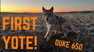 FIRST COYOTE OF THE YEAR IN DUKE 650 S3 E4 [upl. by Lorien]