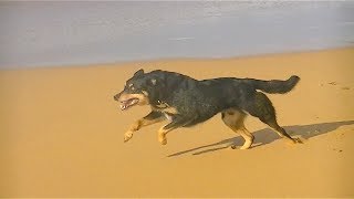 Dog Running In Epic Slow Motion 2 HD [upl. by Joletta]