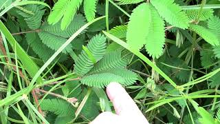 Mimosa Leaf Closing 1080p HD 60fps [upl. by Nickola]