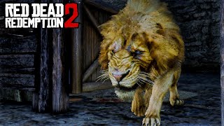 This happen if you didnt attack that lion  RDR2 [upl. by Northington]