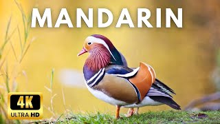 Most beautiful Mandarin duck in 4k Ultra Hd [upl. by Ardnoet]