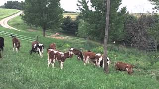 Innovations on an Organic Dairy Successful Calf Rearing [upl. by Sackville325]