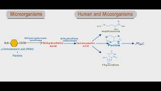 Sulfonamides and trimethoprim animation folic acid inhibitors [upl. by Las]