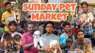 Chennai Pet Market  Broadway Sunday Pet Market  VlogWithTamila [upl. by Agnimod]