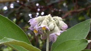 Solanum Mauritianum toxic [upl. by Erbas]