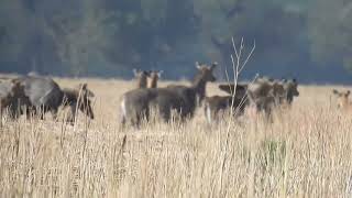 Big Herd of Nilgai [upl. by Astera]