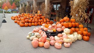 Mountains of 🎃 Pumpkins and 🫑 Gourds For Sale In Front of Wegmans on Monroe Avenue in Pittsford Ne [upl. by Helsa]