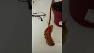 nepenthes [upl. by Kumar173]