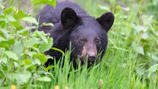 Abandoned Black bear cub [upl. by Himelman]