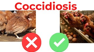 Coccidiosis signs treatment and prevention in poultry chicken eggfarming backyardchickens [upl. by Mandi867]