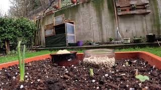 Live streaming dalla mia GoPro bird Garden in live [upl. by Nnyw767]