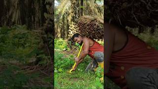 How to lift a 100 kg palm fruitviralshortpalmgardenmalaysiafarmingagriculturepalm [upl. by Eitac]