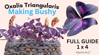 Ultimate oxalis triangularis experiment to make them bushy  butterfly plant hacks GardenArcX EP91 [upl. by Berthoud]