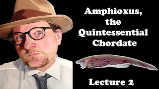 Lecture 2 Amphioxus the Quintessential Chordate [upl. by Junna267]